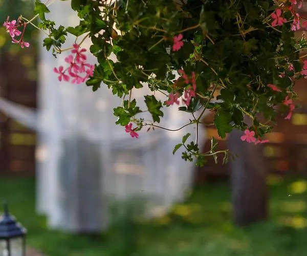 Prázdninový dům Rose Belogradčik